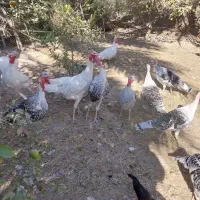 فروشی بوقلمون اورگانیک