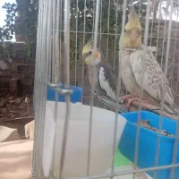 عروس هلندی|پرنده|ایرانشهر, |دیوار