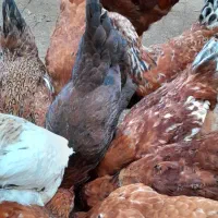 خروس ومرغ محلی|حیوانات مزرعه|رشت, جهاد|دیوار