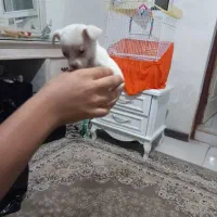 سگ جیبی سایز ریز