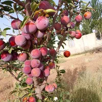 فروش یا تهاتر واحد تجاری و مسکونی در تهران یا کرج|فروش زمین و ملک کلنگی|تهران, نجات اللهی|دیوار