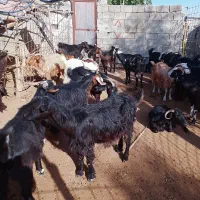 فروش حیوانات|حیوانات مزرعه|اندیمشک, |دیوار