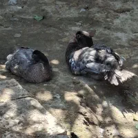 اردک طوسی و مشکی و دودی