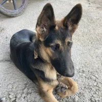 گم شده مژدگانی خوب میدم