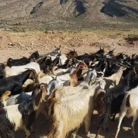 فروش یا معاوضه با ماشین