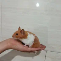 همستر نر