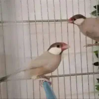 فنج نرگسی\ص\