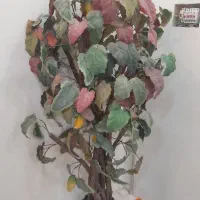 درختچه خارجی