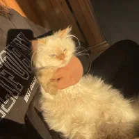 فروش گربه پرشین  هیمالین|گربه|مشهد, نیروی هوایی|دیوار