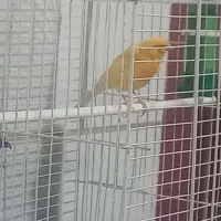 قناری جمله|پرنده|بندر ماهشهر, |دیوار