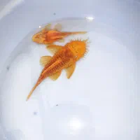 کت پوزه بوته ای مولد باله کوتاه