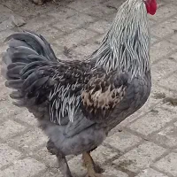 مرغ و خروس