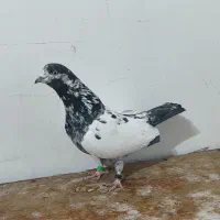 کبوتر پرشی|پرنده|آستانه اشرفیه, |دیوار