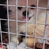 پامر  عروسکی و خرسی