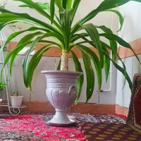 گل برگ موزی|گل و گیاه طبیعی|بم, |دیوار
