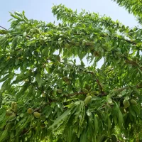 باغ-بادام-4-هزار-متری-مارکده