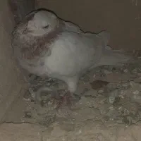 سه عدد نر پرشی