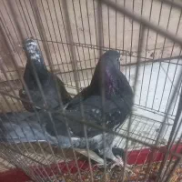 کبوتر پرشی کاشونی