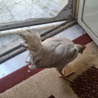 فروش خروس