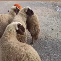 قوچ ورن کاور ورن