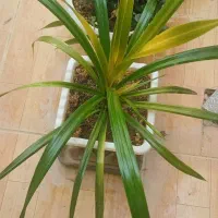 گل های آپارتمانی