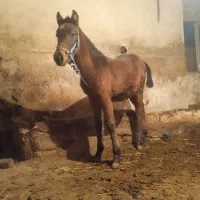 اسب ۸ماهه مدارک کامل