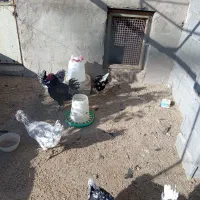 3عدد مرغ ویک عدد خروس گلین|حیوانات مزرعه|شهرضا, |دیوار