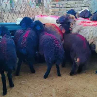 14 راس میش بره دار جوان فروشی