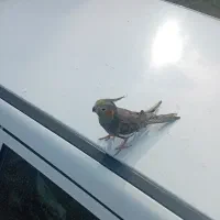 عروس هلندی|پرنده|رحیم‌آباد, |دیوار