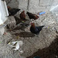 مرغ وخروس محلی