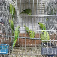 طوطی سبز ملنگو نر ماده موجود|پرنده|اصفهان, عطار نیشابوری|دیوار