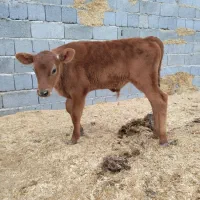 گوساله نر لیموزین