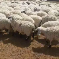 مزایده فروش بره نر و ماده