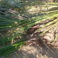 فروش انواع پاجوش