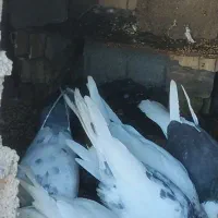 کفتر|پرنده|آق قلا, |دیوار