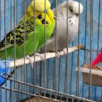 مرغ عشق انگلیسیa