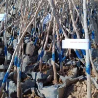 پیوندی و مقاوم به کم آبی|گل و گیاه طبیعی|شیراز, ارم|دیوار