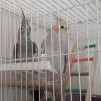 معاوضه عروس هلندی با قناری نر گیلانغرب