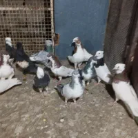 تعدادی پلاکی و شهری|پرنده|شیراز, سیاه سنگ|دیوار