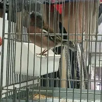 سهره مست جفتی