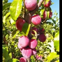 باغ کامل با برق و اب آشامیدنی و سند تک برگ