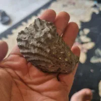 فسیل