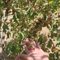 انواع نهال بادام و گردو پیوندی و پایه بذری