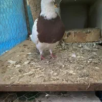 کفتر|پرنده|قزوین, |دیوار