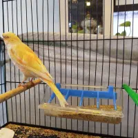 فروش قناری نر