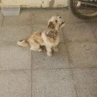 واگذاری  شیتزو نر