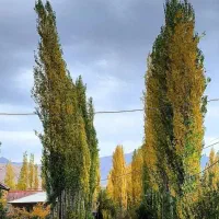 گیاهان طالقانی