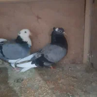 کبوتر|پرنده|رباطکریم, نصیرشهر|دیوار