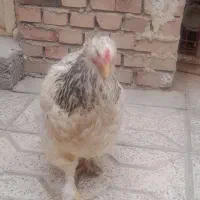 مرغ برهما غول