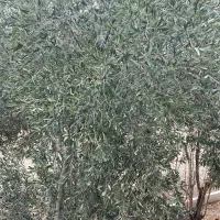 کارگرکشاورزی ودامداری